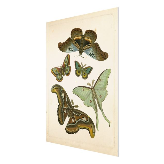 Bilder für die Wand Vintage Illustration Exotische Schmetterlinge II