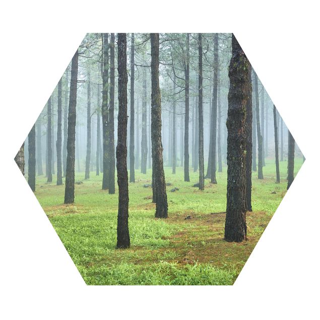 Hexagon Bild Forex - Tiefer Wald mit Kiefern auf La Palma