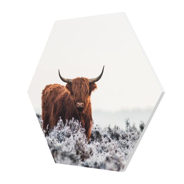 Hexagon Bild Forex - Bison in den Highlands