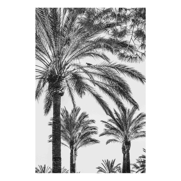 Bilder für die Wand Palmen im Sonnenuntergang Schwarz-Weiß