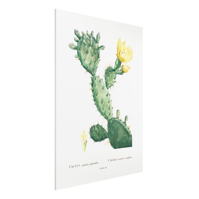 Bilder auf Hartschaumplatte Botanik Vintage Illustration Kaktus mit gelber Blüte
