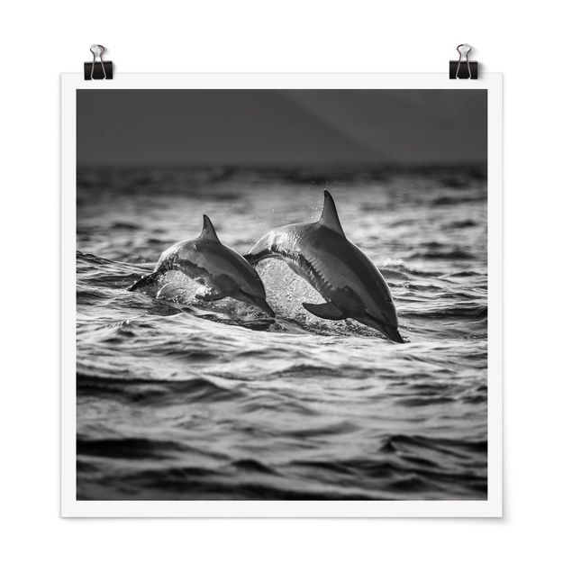 Poster - Zwei springende Delfine - Quadrat 1:1