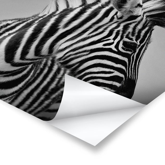 Poster - Zebra Baby Portrait II - Quadrat 1:1