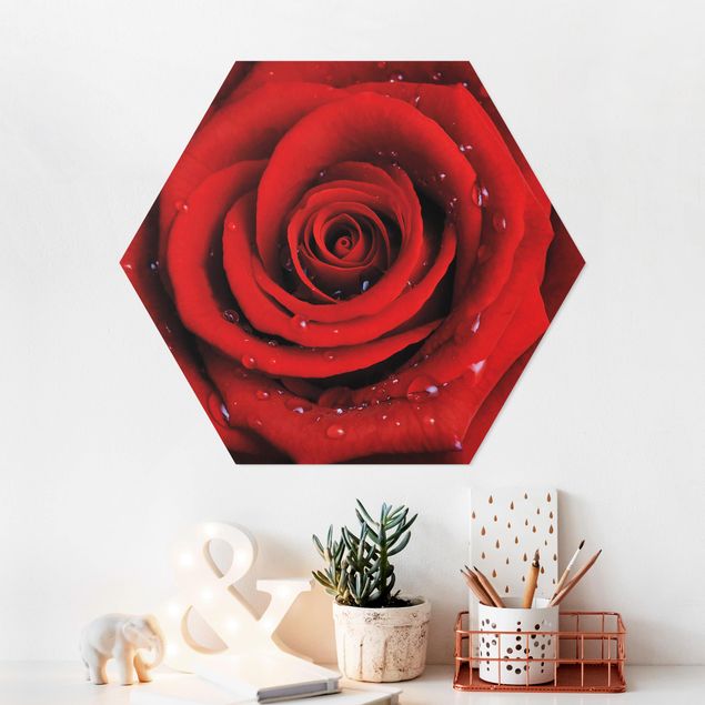 Bilder auf Hartschaumplatte Rote Rose mit Wassertropfen