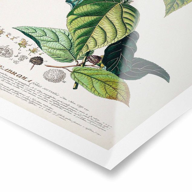 Poster - Vintage Botanik Illustration Kakao - Hochformat 3:2