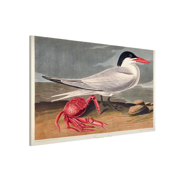 Wandbilder Tiere Vintage Lehrtafel Brandseeschwalbe