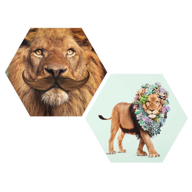 Bilder Hexagon Löwen Bart und Sukkulenten