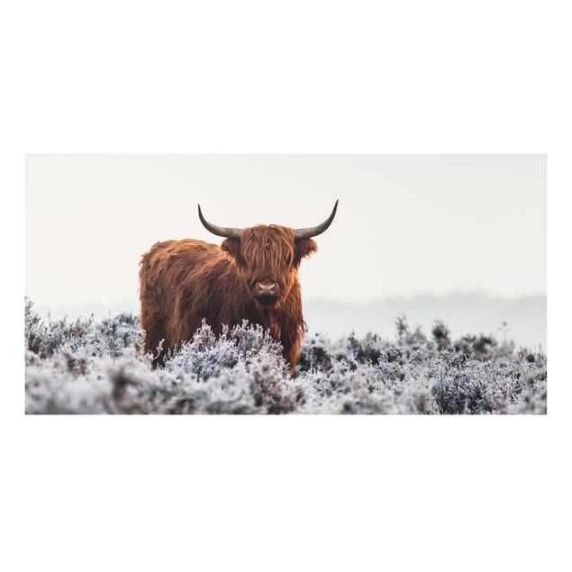 Forex Bilder Bison in den Highlands