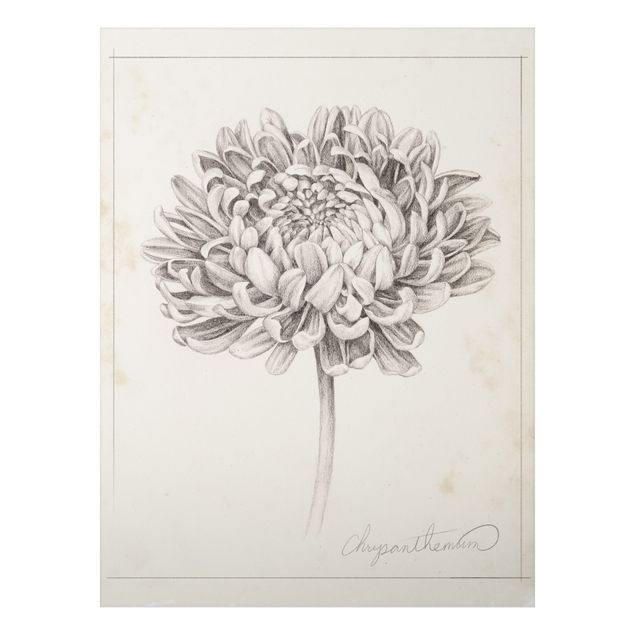 Alu Dibond Bilder Botanische Studie Chrysantheme II