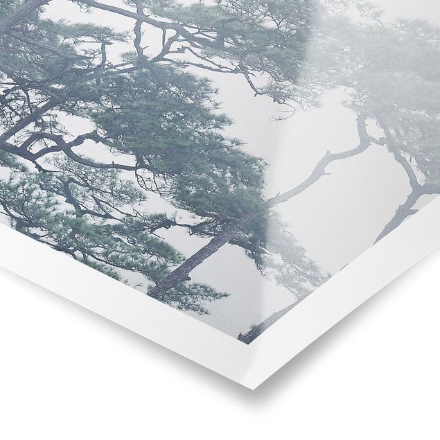 Poster - Baumkronen im Nebel - Quadrat 1:1