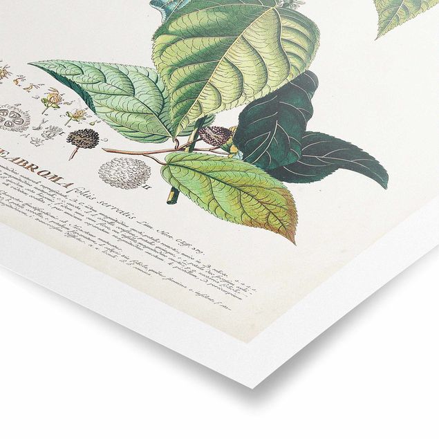 Poster kaufen Vintage Botanik Illustration Kakao