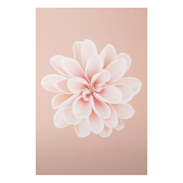 Alu-Dibond - Dahlie Rosa Pastell Weiß Zentriert - Querformat