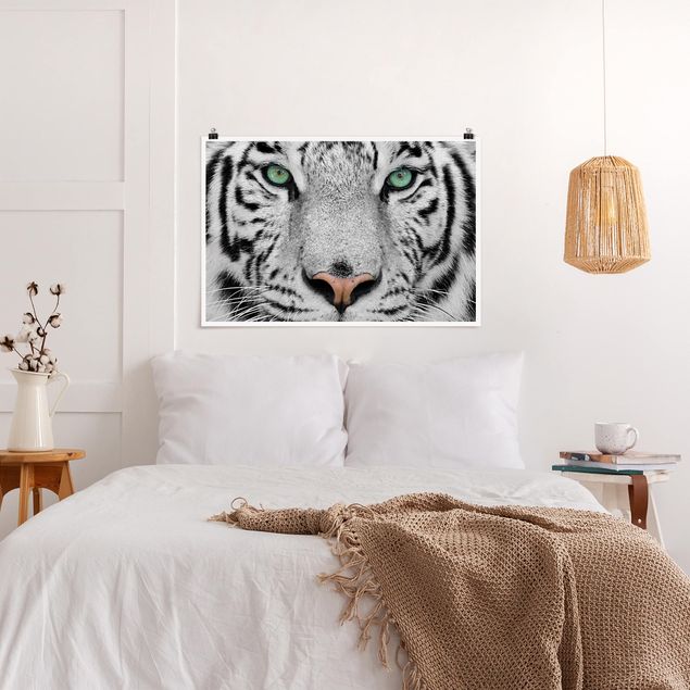 Tiere Poster Weißer Tiger
