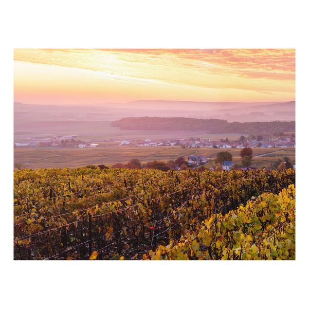 Spritzschutz - Weinplantage bei Sonnenuntergang - Querformat 4:3