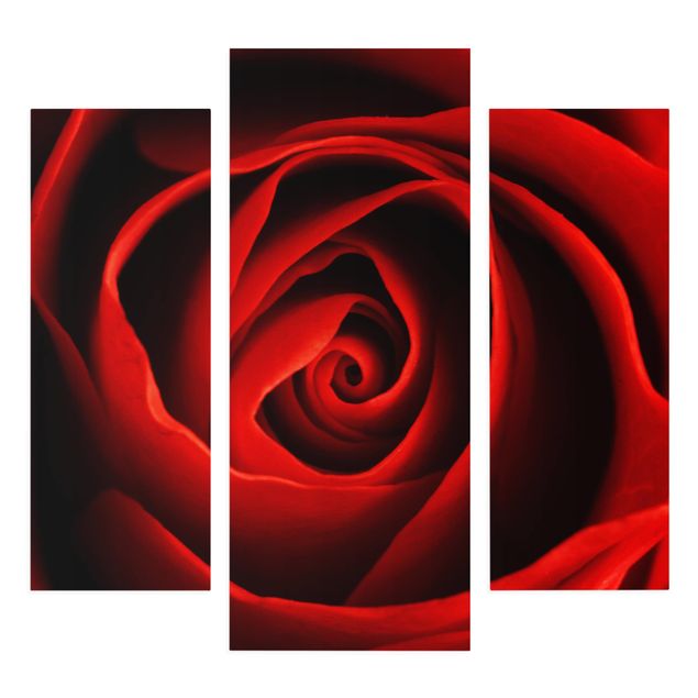 Bilder für die Wand Liebliche Rose