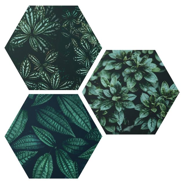 Hexagon Bild Alu-Dibond 3-teilig - Blätter Trio