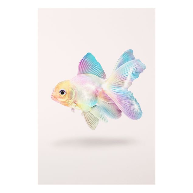 Bilder auf Hartschaumplatte Fisch in Pastell