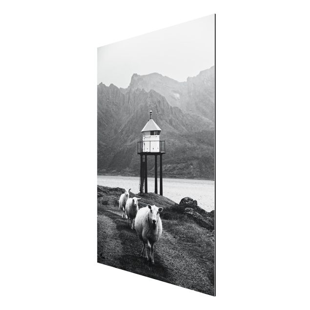 Foto auf Alu Dibond Drei Schafe auf den Lofoten