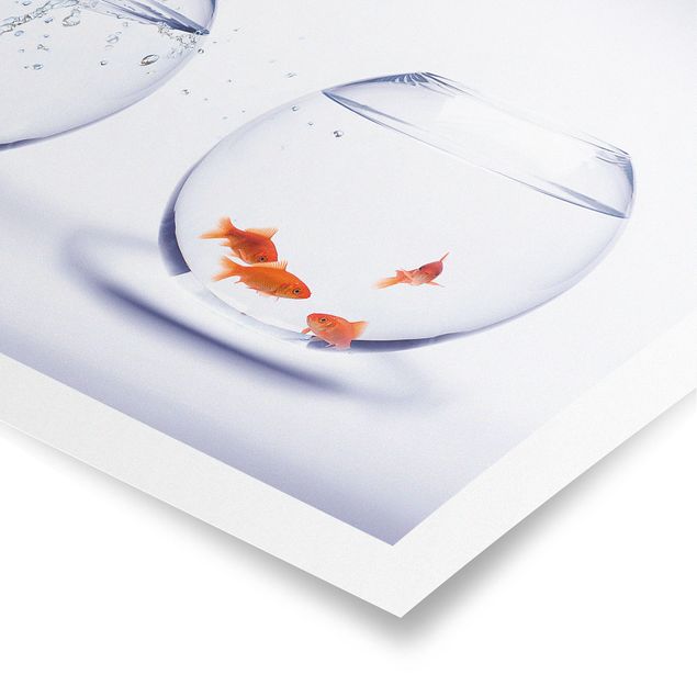 Poster - Flying Goldfish - Querformat 2:3