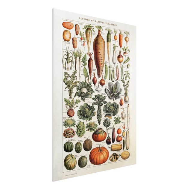 Bilder auf Hartschaumplatte Vintage Lehrtafel Gemüse