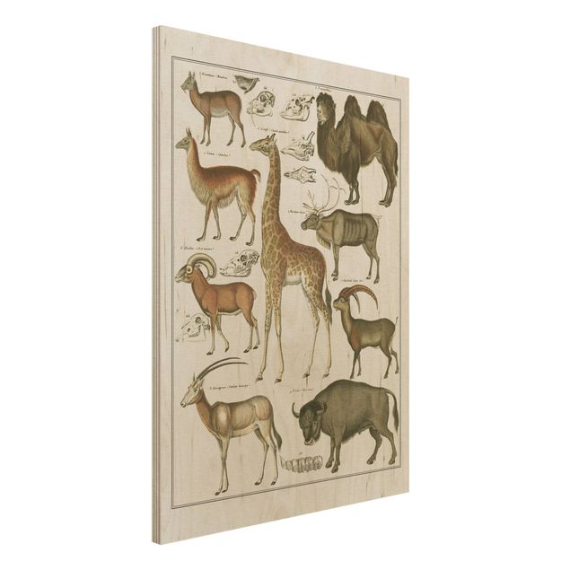 Wandbild Holz Vintage Vintage Lehrtafel Giraffe, Kamel und Lama