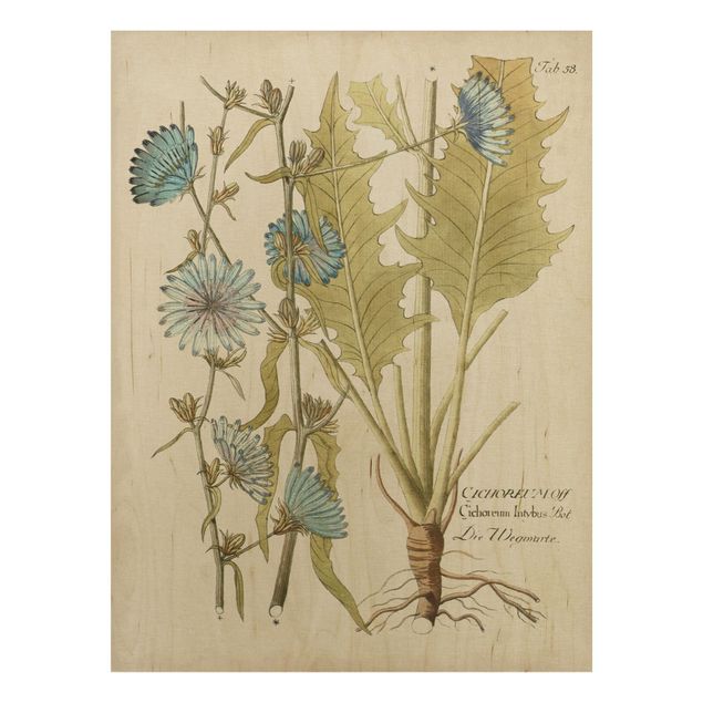 Holzbilder Blumen Vintage Botanik in Blau Wegwarte