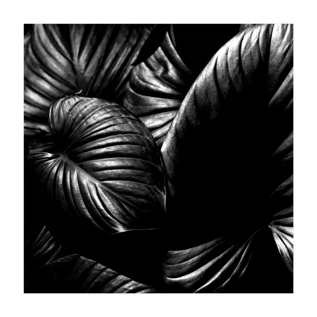 Teppich Blumen Schwarz Weiß Botanik Hosta