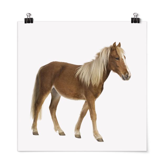 Poster - Pony - Quadrat 1:1