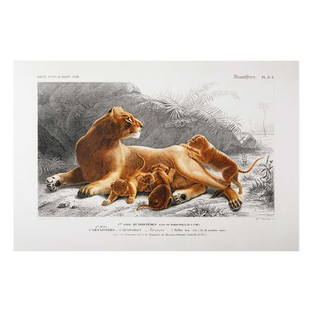 Schöne Wandbilder Vintage Lehrtafel Löwin und Löwenbabies