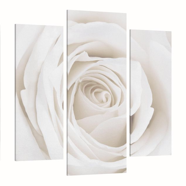Leinwandbilder Wohnzimmer modern Pretty White Rose