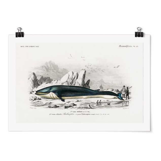 Tiere Poster Vintage Lehrtafel Blauer Wal