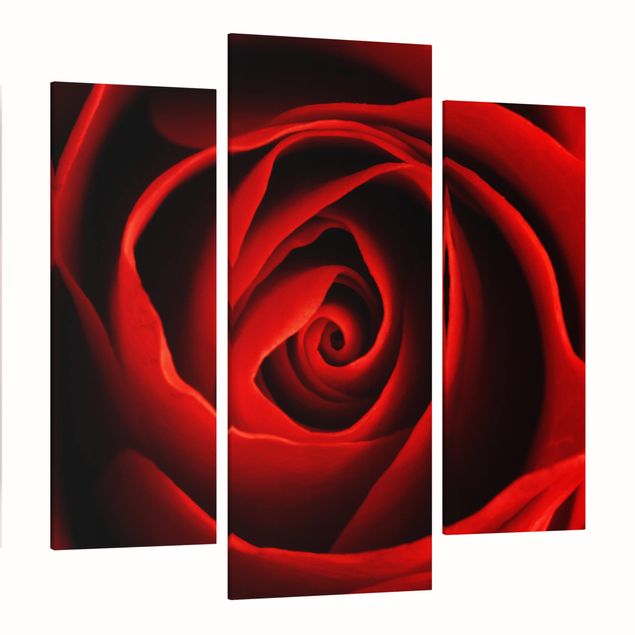 Moderne Leinwandbilder Wohnzimmer Liebliche Rose