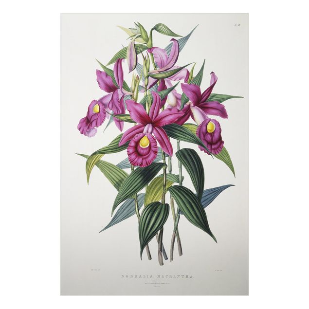 Kunstdruck Maxim Gauci Maxim Gauci - Orchidee I