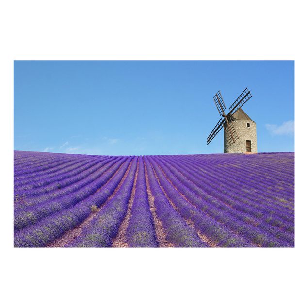 Spritzschutz Glas - Lavendelduft in der Provence - Querformat - 3:2