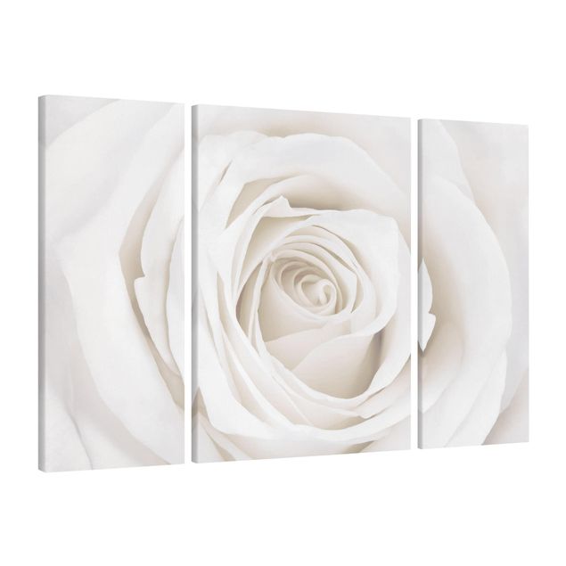 Moderne Leinwandbilder Wohnzimmer Pretty White Rose