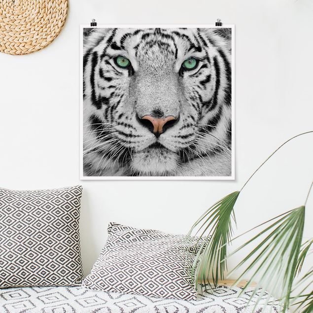 Schwarz-Weiß Poster Weißer Tiger