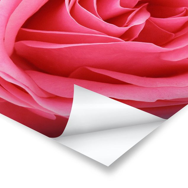 Poster - Lustful Pink Rose - Quadrat 1:1