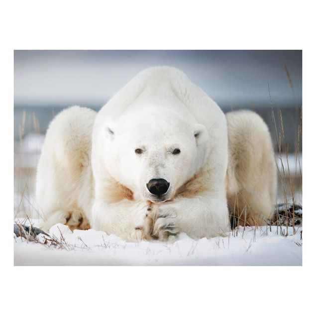 Foto auf Hartschaumplatte Nachdenklicher Eisbär