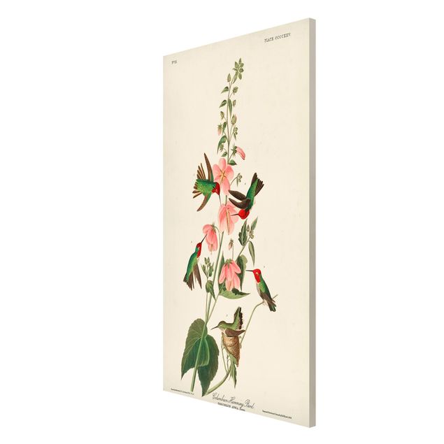 Magnettafel Blumen Vintage Lehrtafel Kolumbianische Kolibris