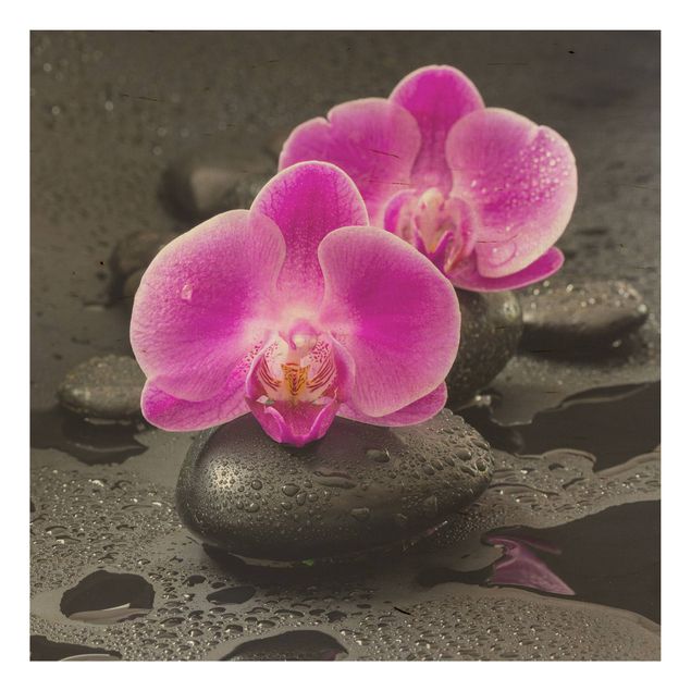 Holzbilder modern Pinke Orchideenblüten auf Steinen mit Tropfen