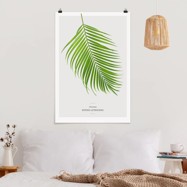 Poster Illustration Tropisches Blatt Areca Palme