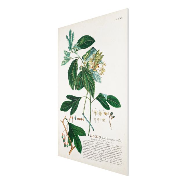 Forex Fine Art Print - Vintage Botanik Illustration Lorbeer - Hochformat 3:2