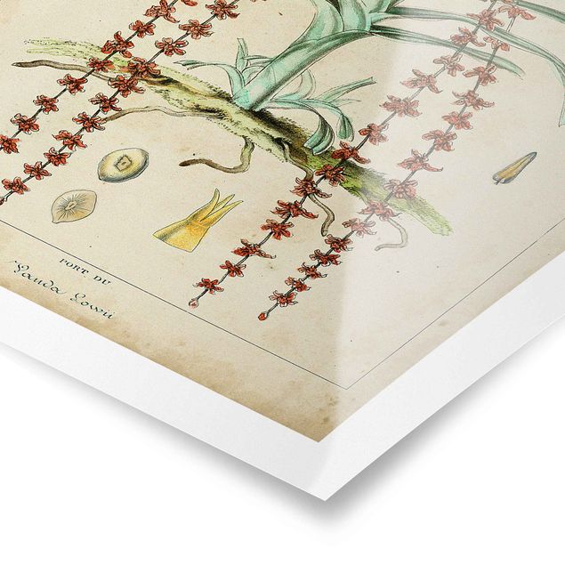 Poster - Vintage Lehrtafel Exotische Palmen IV - Hochformat 3:2