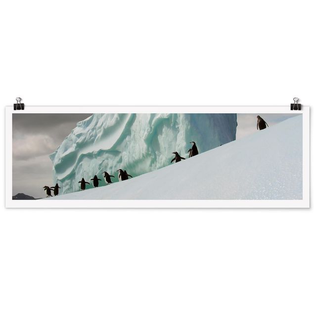 Wandbilder Arctic Penguins