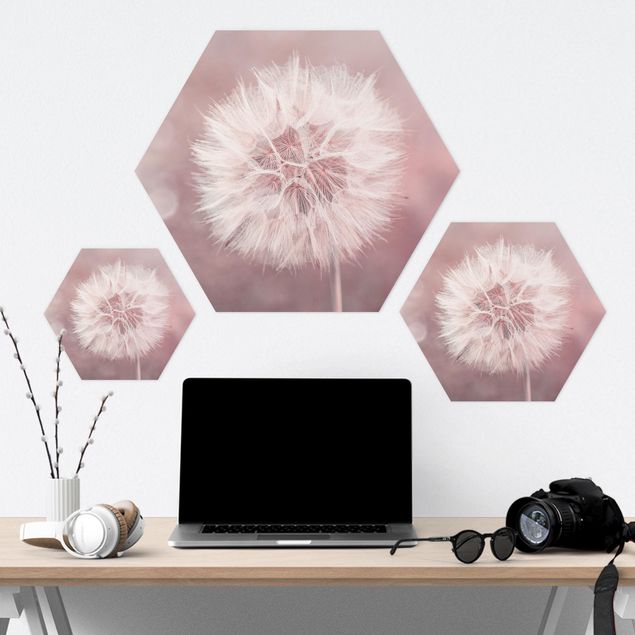 Hexagon Bild Forex - Pusteblume Bokeh rosa