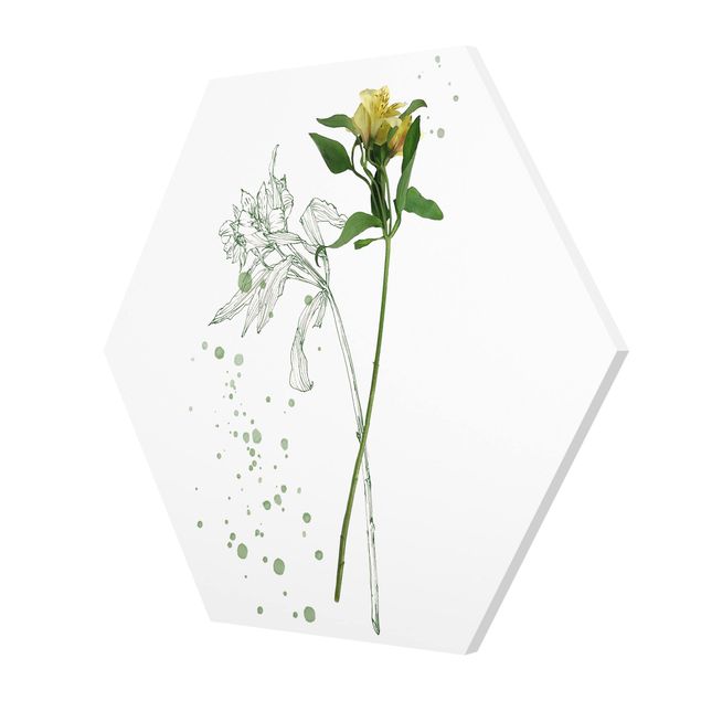 Hexagon Bild Forex - Botanisches Aquarell - Lilie