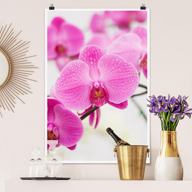 Blumen Poster Nahaufnahme Orchidee