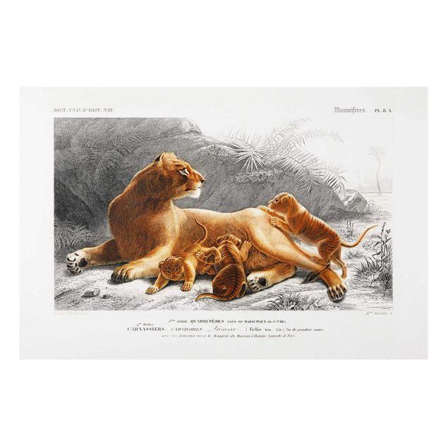 Foto auf Hartschaumplatte Vintage Lehrtafel Löwin und Löwenbabies