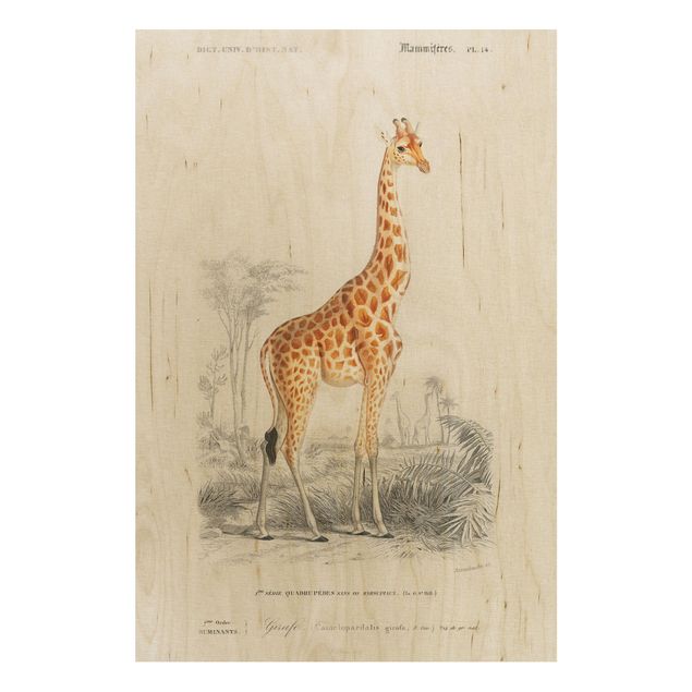 Holzbilder modern Vintage Lehrtafel Giraffe