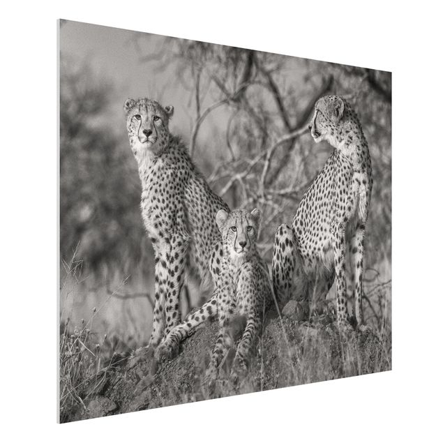 Wandbilder Tiere Drei Geparden